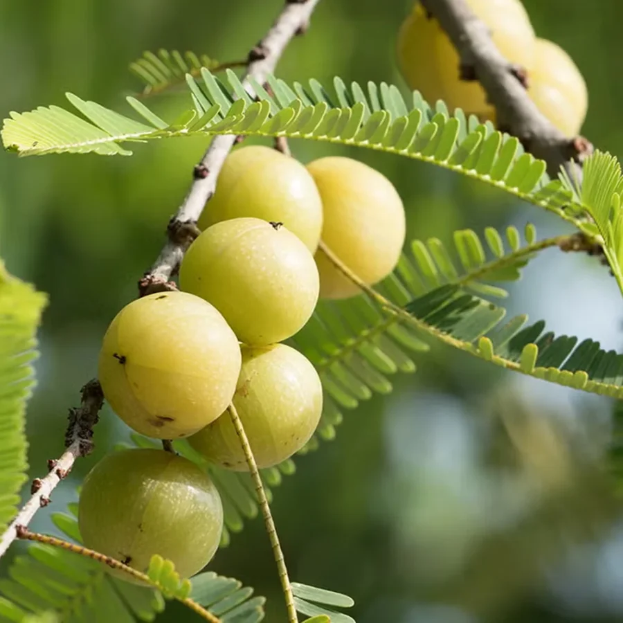 Amla – Natural Vitamin C Superfruit - Image 2