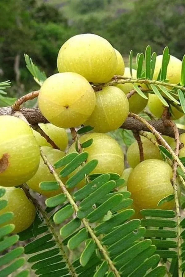 Amla – Natural Vitamin C Superfruit
