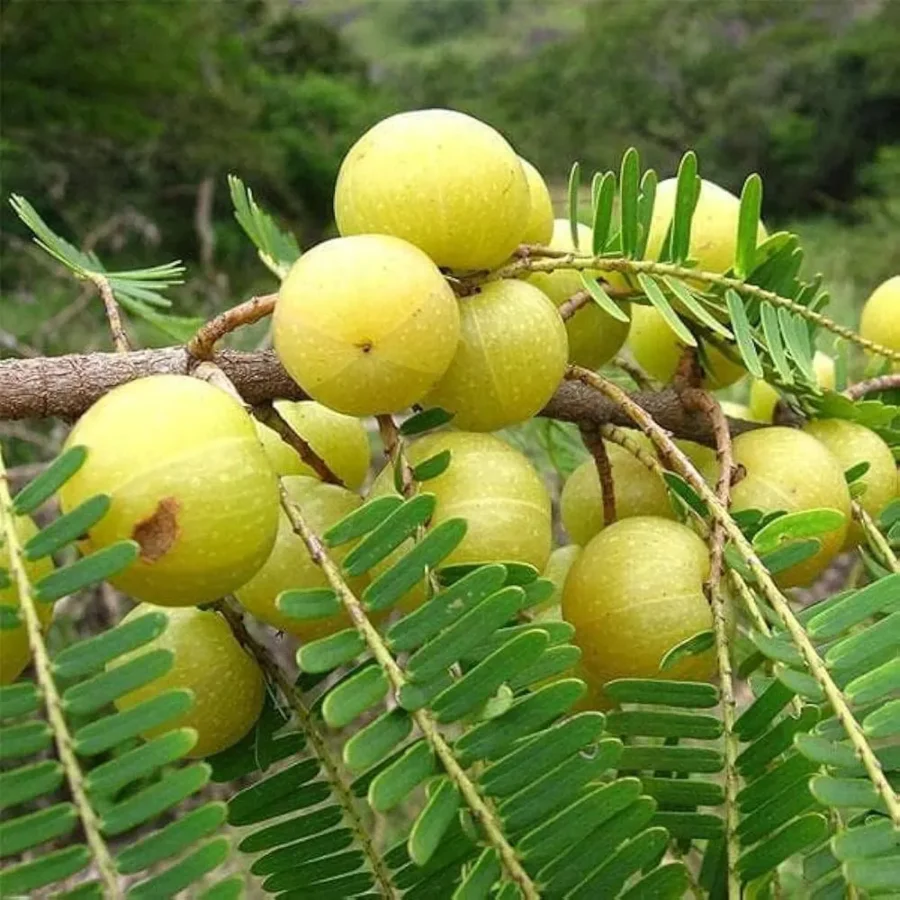 Amla – Natural Vitamin C Superfruit