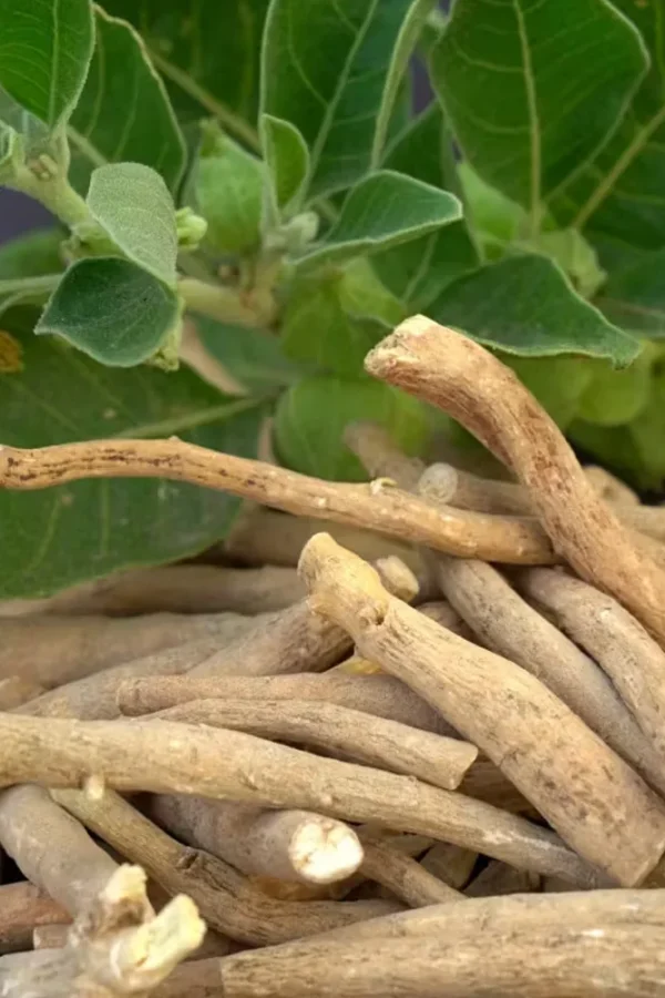 Ashwagandha – Natural Stress Relief & Energy Booster