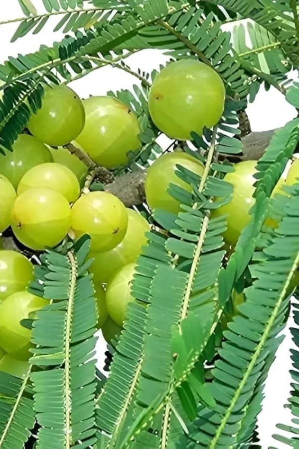 Bhumi Amla – Natural Liver Care Herb