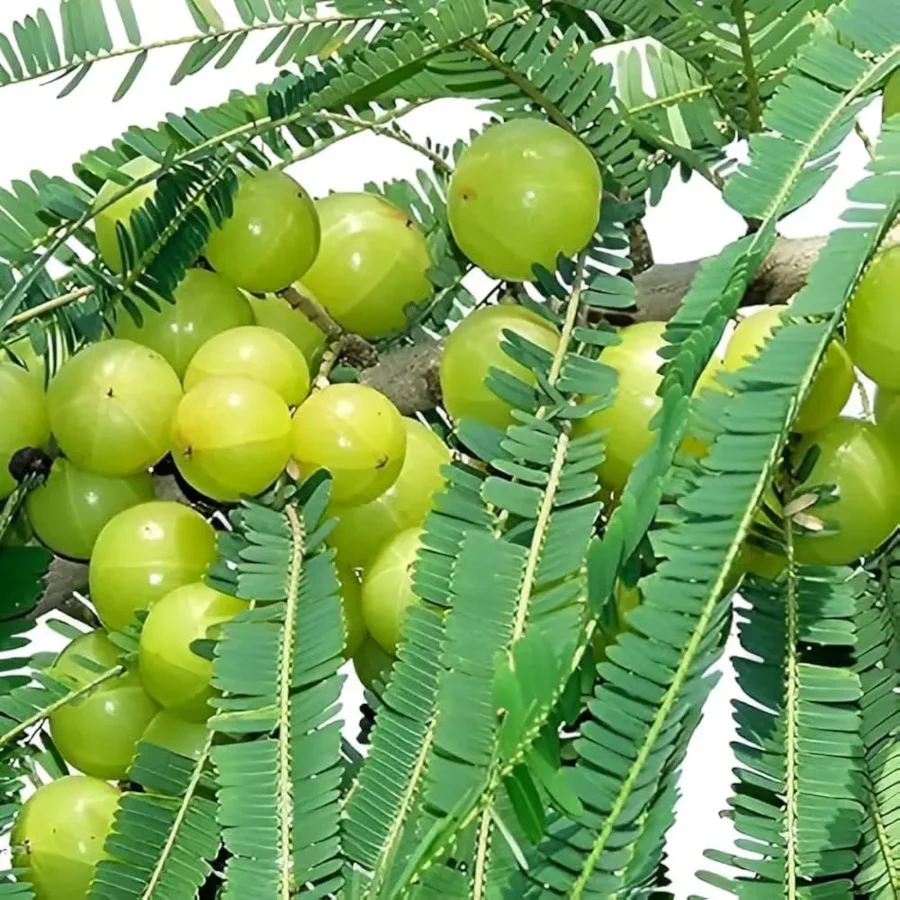 Bhumi Amla – Natural Liver Care Herb