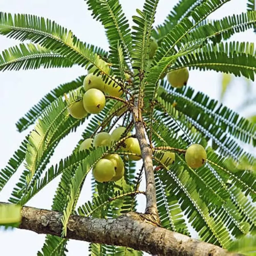 Bhumi Amla – Natural Liver Care Herb - Image 2