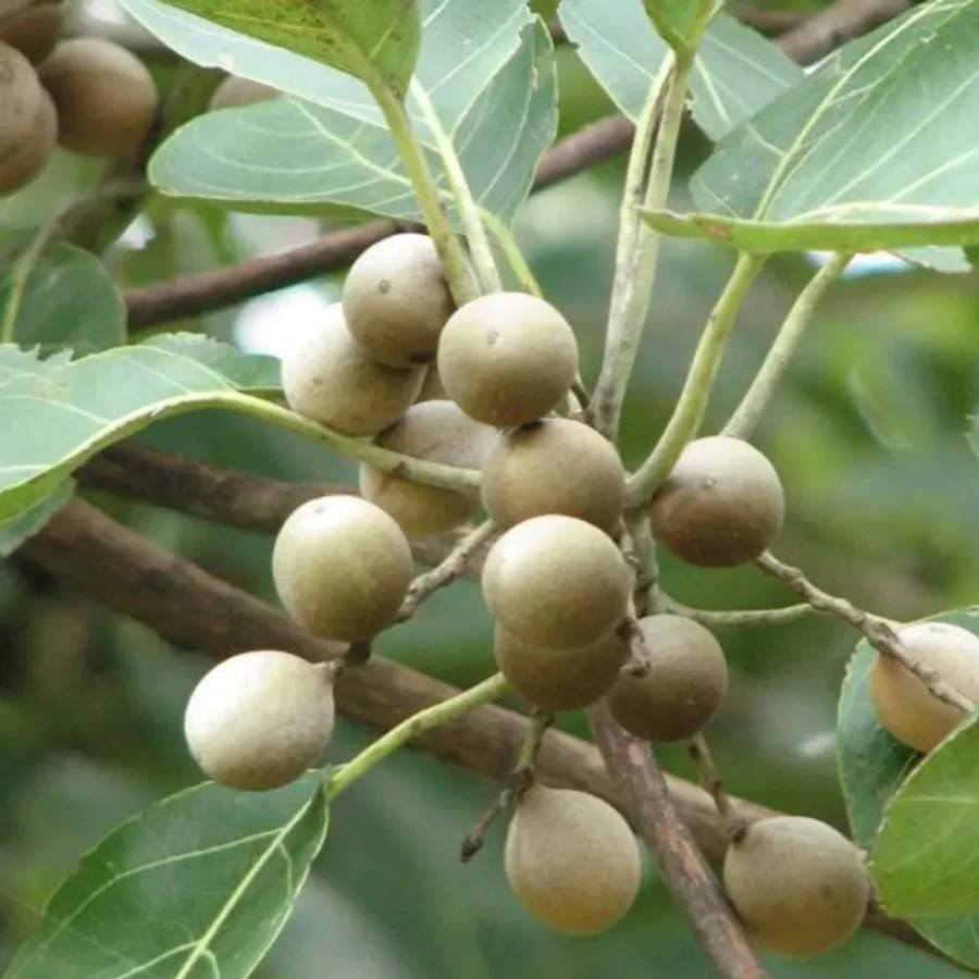 Baheda – Ayurvedic Herb for Respiratory & Digestive Health - Image 3