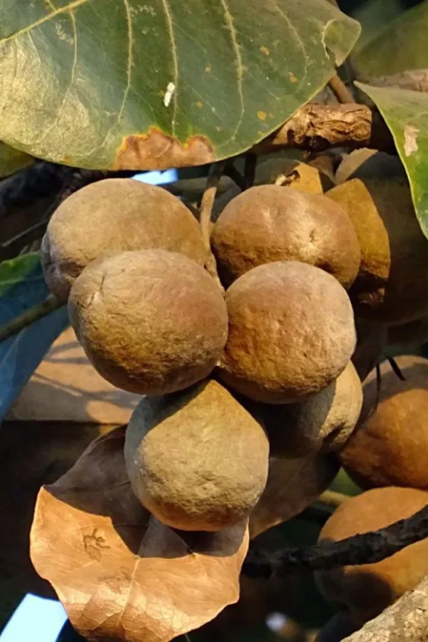 Baheda – Ayurvedic Herb for Respiratory & Digestive Health