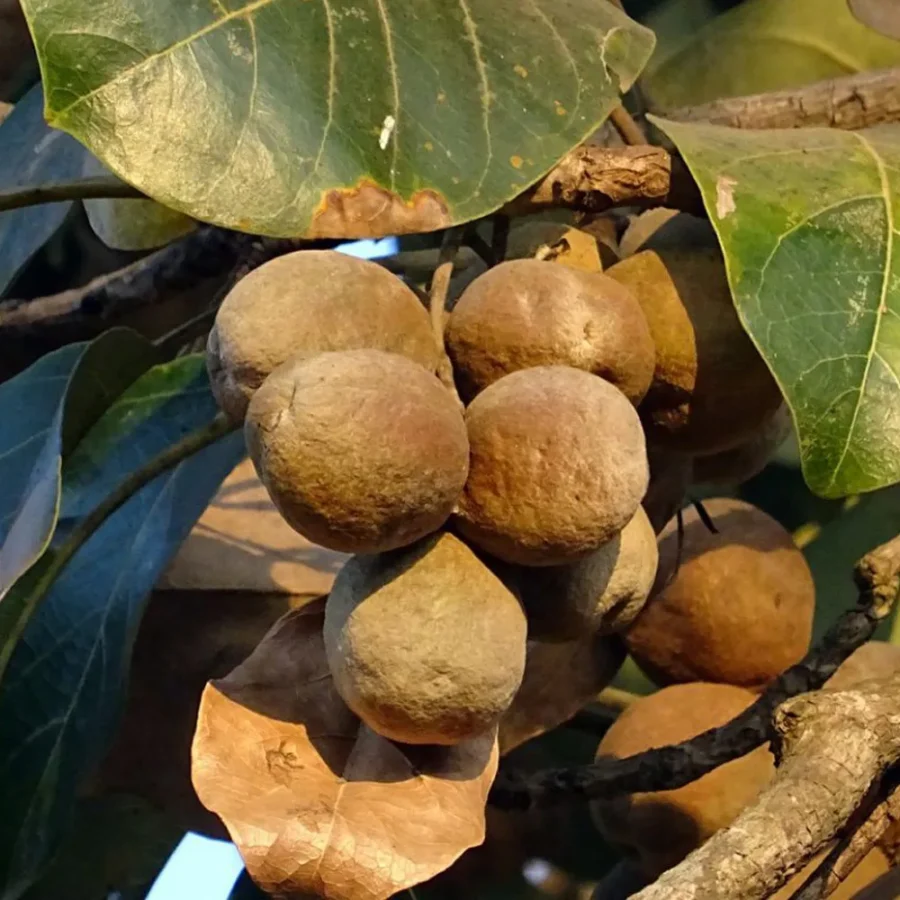 Baheda – Ayurvedic Herb for Respiratory & Digestive Health