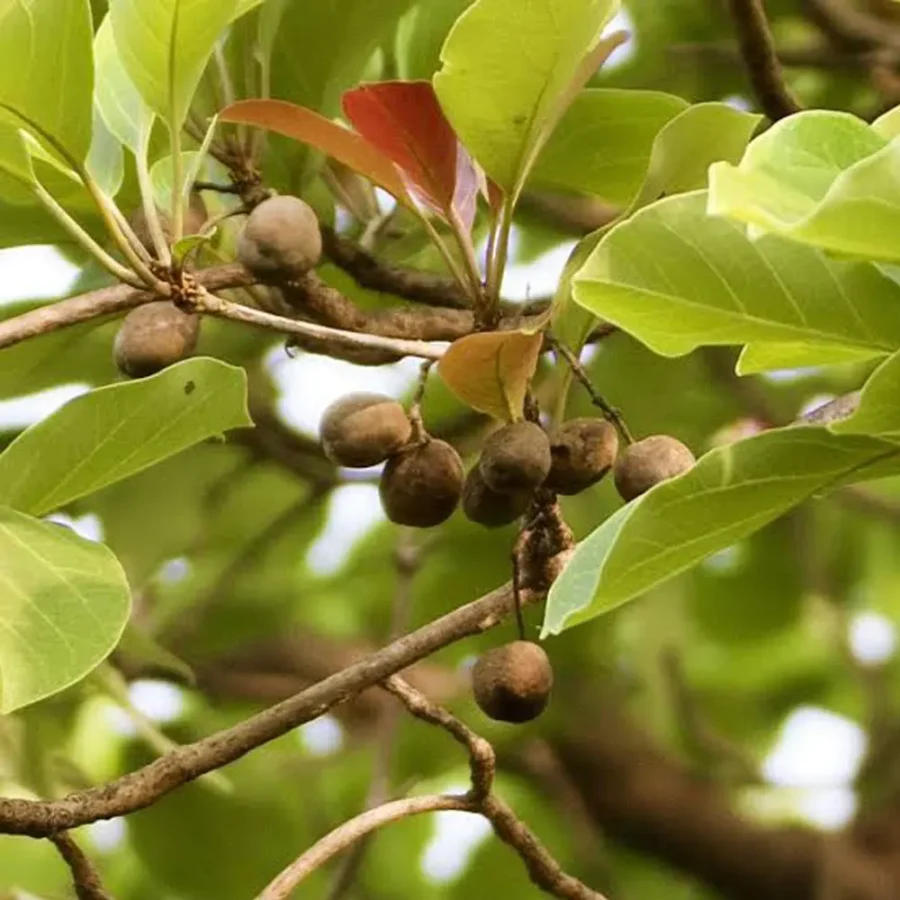 Baheda – Ayurvedic Herb for Respiratory & Digestive Health - Image 4