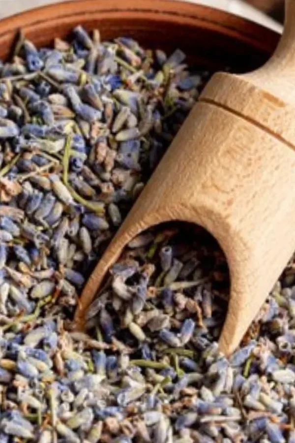 Konch Seed – Natural Vitality & Wellness Herb